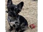 French Bulldog Puppy for sale in Decatur, GA, USA