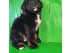 Bernese Mountain Dog Puppy for sale in Atwood, IL, USA