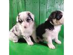 Australian Shepherd Puppy for sale in Atwood, IL, USA