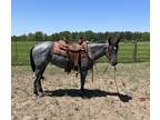 AQHA Blue Roan Filly