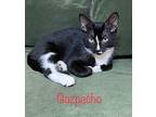 Gazpacho Domestic Shorthair Young Male