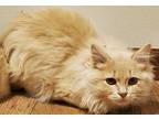 Timon Domestic Longhair Kitten Male