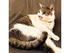 Boomerang Domestic Shorthair Senior Male