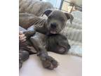 Asher American Pit Bull Terrier Puppy Male