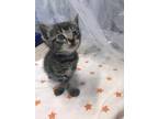 Wallen Domestic Shorthair Young Male