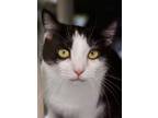 Lexy Domestic Shorthair Adult Female