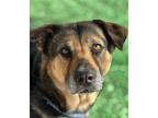 ANGIE Rottweiler Adult Female