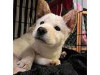 Billy (Billygoat Gruff) Jindo Puppy Male