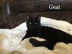 Gnat Domestic Shorthair Kitten Male