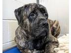 Tonka Mastiff Young Male