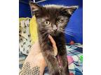 Lucky Domestic Shorthair Young Male