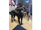 Buzz Labrador Retriever Young Male