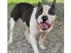 Mozzy American Pit Bull Terrier Adult Male