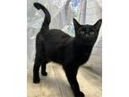 Cosmo Domestic Shorthair Adult Male