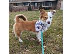 Ralph $475 Corgi Young Male