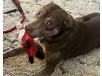 Teddy Labrador Retriever Young Male