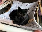 Marley Domestic Shorthair Young Female