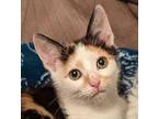 Pistachio Domestic Shorthair Kitten Female