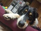 Charles III $450 Australian Shepherd Adult Male