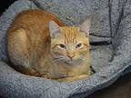 Mordecai Domestic Shorthair Young Male