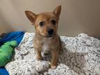 Ruppell Mixed Breed (Medium) Puppy Male