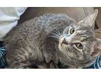 Hermione Domestic Mediumhair Kitten Female