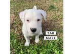 Tab Key Mixed Breed (Medium) Puppy Male