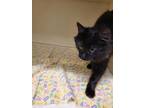 54981875 Domestic Longhair Young Female