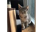 Marmalade Domestic Shorthair Young Female
