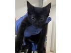Icicle Domestic Shorthair Adult Female
