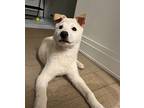 Willy (Willy Wonka) Jindo Puppy Male