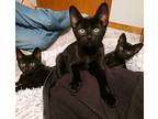 Licorice Domestic Shorthair Kitten Male