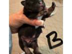 French Bulldog Puppy for sale in Stockton, CA, USA