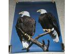 Bald Eagles Poster Print #79 (16" x 22" )