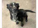 Adopt ZARIEL* a Pit Bull Terrier, Mixed Breed