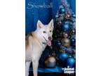 Adopt Snowball a Husky, German Shepherd Dog