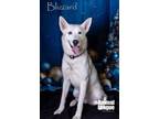 Adopt Blizzard a German Shepherd Dog