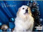 Adopt Winter a Great Pyrenees
