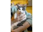 Adopt Xena a Domestic Short Hair