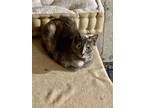 Adopt Essie a Domestic Short Hair