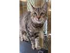 Adopt Garrett a Domestic Short Hair, Tabby