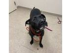 Adopt Deidre A0054938432 a Mixed Breed, Pit Bull Terrier