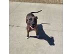Adopt Lila a American Staffordshire Terrier