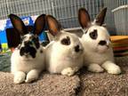Adopt Candy, Custard & Valentine (Madison foster home) a Bunny Rabbit