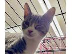 Adopt Wren a Tabby, American Shorthair