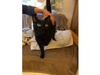 Adopt Penguin a Domestic Short Hair