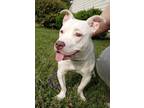 Adopt Lizzy a American Staffordshire Terrier, Basset Hound