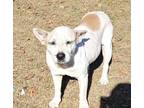 Adopt Reba a Jack Russell Terrier, Carolina Dog
