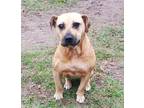 Adopt Raelee a Boxer, Labrador Retriever