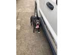 Adopt Lulu a American Bully